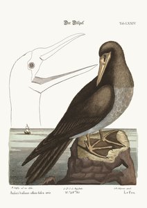 El Bobo, 1749-73 de Mark Catesby